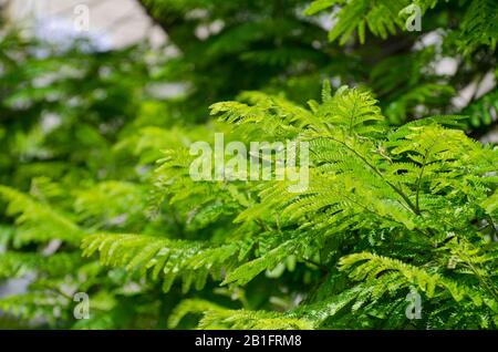 Royal Poinciana or Delonix Regia. It also known as Flame tree. green leaves background Stock Photo