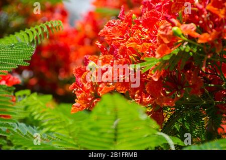 Beautiful tropical red flowers. Royal Poinciana or Delonix Regia. It also known as Flame tree. Stock Photo