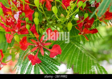 Delonix Regia flowers. Beautiful tropical flame tree flowers Stock Photo