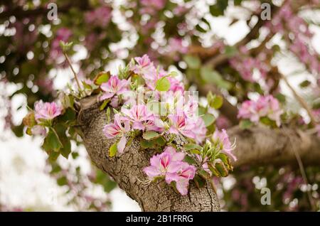 Blooms purple Bauhinia, orchid tree. Bauhinia flowers Stock Photo