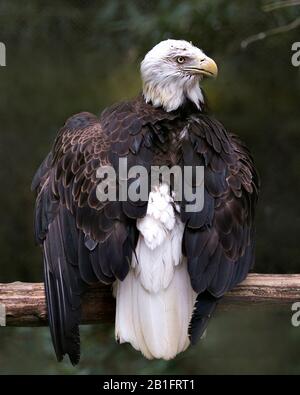 Bald Eagle bird perched on a branch with bokeh background, looking at the right with spread wings in its environment and surrounding. Stock Photo