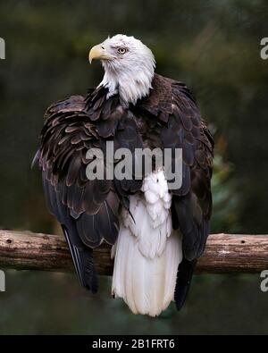 Bald Eagle bird perched on a branch with bokeh background, looking at the left with spread wings in its environment and surrounding. Stock Photo