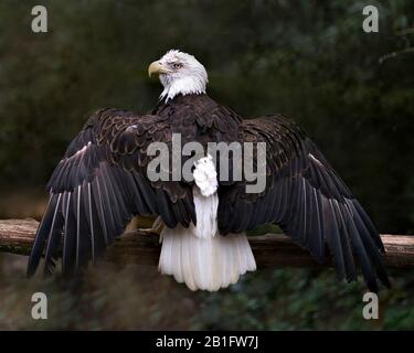 Bald Eagle bird perched on a branch with bokeh background, looking at the left with spread wings and displaying white head and tail in its environment Stock Photo