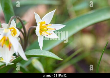 The flowers of a two-flowered tulip (Tulipa biflora) Stock Photo