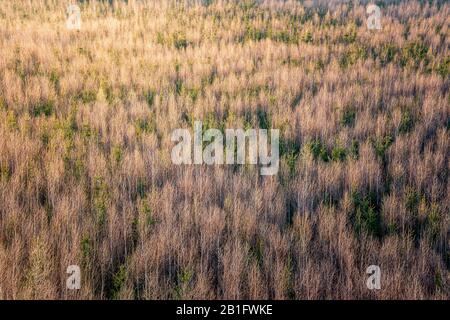 Aerial view of winter forrest with all the leaves fallen down. Mostly birch trees with some conifers. Nice Trees texture of forrest texture. Stock Photo