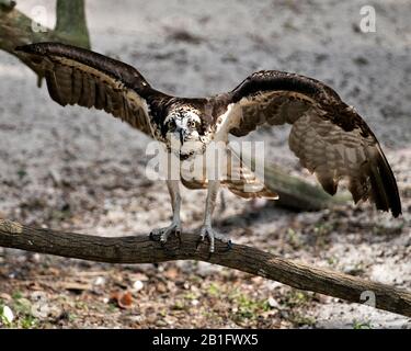 Osprey bird close-up profile view perched on a branch with spread wings looking at you and enjoying its environment and surrounding. Stock Photo