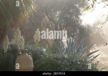 A misty autumn morning in a garden of olive trees, palms and Yucca gloriosa in Val d’Itria, Puglia, Italy, Europe Stock Photo