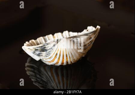 Seashell reflected on black background Stock Photo