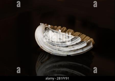 Seashell reflected on black background Stock Photo