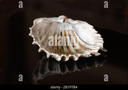 Seashell reflected on black background Stock Photo