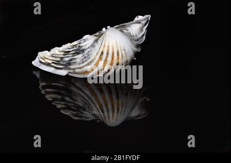 Seashell reflected on black background Stock Photo
