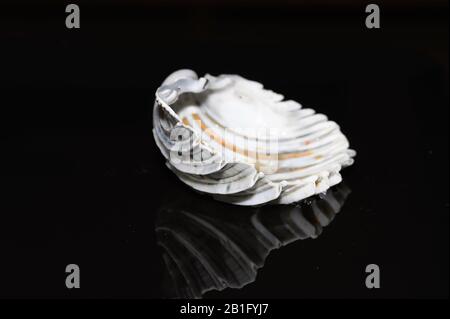 Seashell reflected on black background Stock Photo