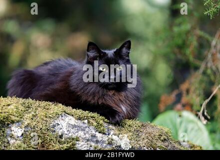 Black norwegian forest cat female on stone in forest Stock Photo