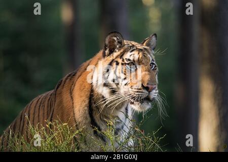 Tiger portrait. Tiger in tajga in summer time. Tiger in wild summer nature. Action wildlife scene, danger animal.. Beautiful Siberian tiger in tajga, Stock Photo