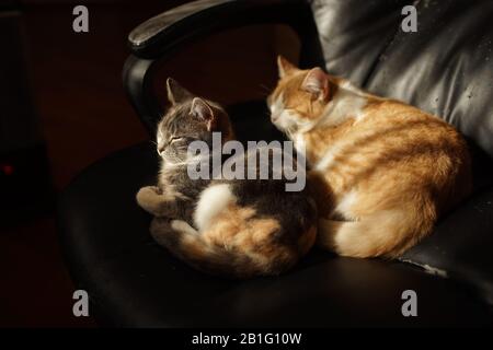 Two cute cats are sleeping in a black leather office chair. Scratched furniture. Happy couple of domestic cats