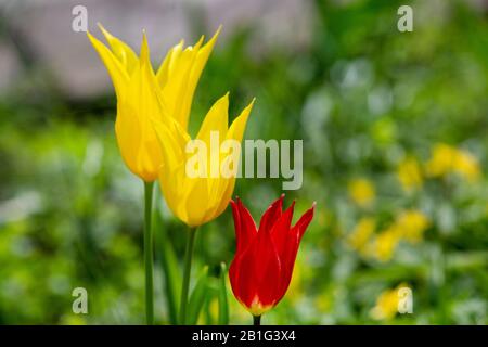divine  plants   -   yellow tulips  and red tulips  -b  at  park   near Karl Foerster  house Stock Photo