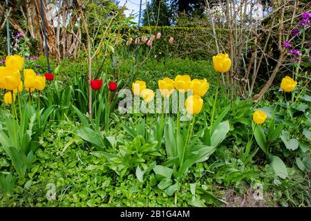 Awe Yellow and  pink tulips  at garden near Karl Foerster house Stock Photo