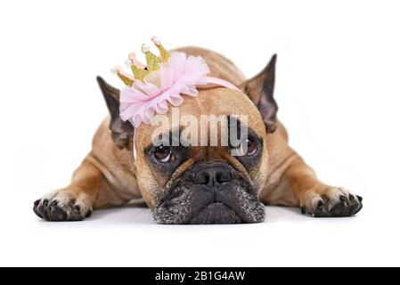 Cute French Bulldog dog lying flat on ground wearing a pink and gold princess crown, isolated on white background Stock Photo