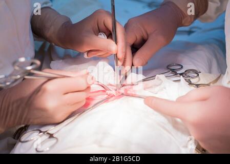hands of the surgeon and assistant, close-up, during the operation. Sterile operating room. Doctors manipulate tools in the wound on the hands. Pediat Stock Photo