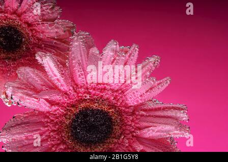 pink gerbera flowers, with air bubbles on the petals, under water, on a multi-colored background. March 8 concept. International Women's Day. Blue, ye Stock Photo