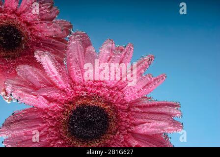 pink gerbera flowers, with air bubbles on the petals, under water, on a multi-colored background. March 8 concept. International Women's Day. Blue, ye Stock Photo