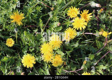 Plenty of yellow dandelion flowers on a meadow during a sunny spring day. Closeup photographed from above. Beautiful bright colors. Stock Photo