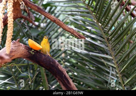 Village weaver / spotted backed weaver (ploceus cucullatus) - small yellow bird on a tree branch. This bird lives for example from sub-Saharan Africa. Stock Photo