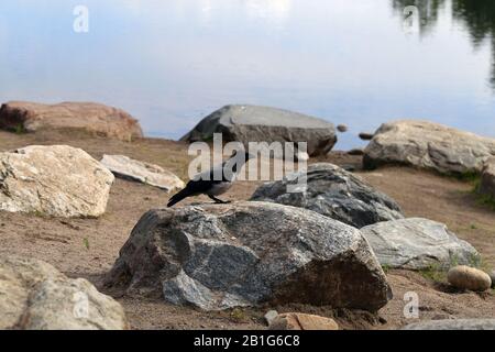 One hooded crow (corvus corone cornix) bird on a rocks near calm Baltic Sea in Finland. There is beautiful reflection of trees and sky. Stock Photo