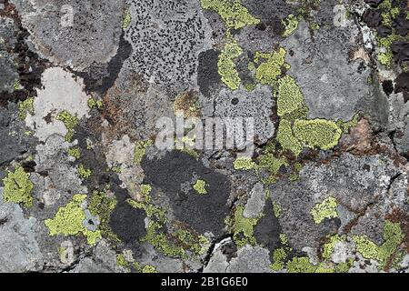 Grey stone surface covered with different grey colored lichens and moss. Beautiful closeup photo of details of the nature of Finland. Uneven surface. Stock Photo