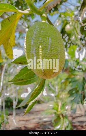 Sunshine On Mature Artocarpus Altilis (Breadfruit) Stock Photo