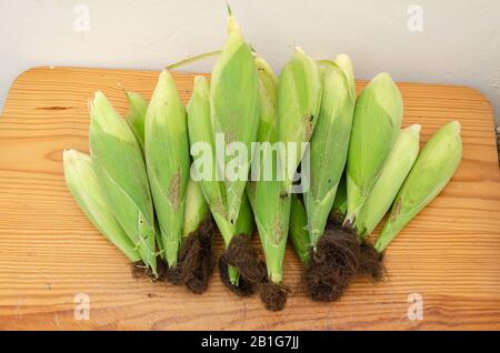 Green Corn Harvested And On Wooden Table Top Stock Photo