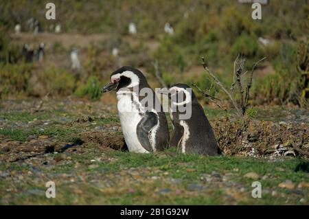 Magellanic penguin at their nests Cabo Virgenes tanning in the sun or cuddling with their partner Stock Photo