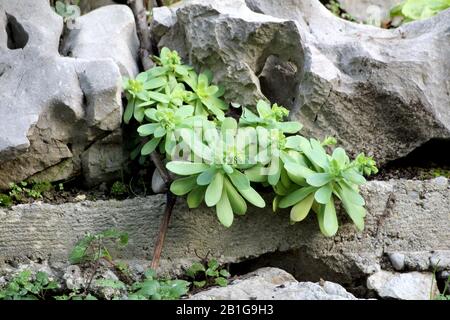Sedum or Stonecrop hardy perennial leaf succulent plants with thick fleshy light green water storing leaves growing between stone and concrete Stock Photo