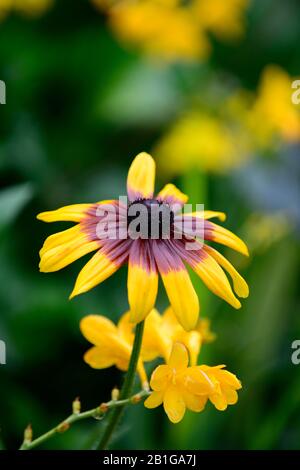 Rudbeckia hirta,yellow orange rust rudbeckia,flower,flowers,flowering,rudbeckias,RM Floral Stock Photo