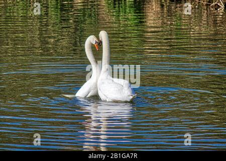 Swans courting on the Grand Union Cana/ River Soar Leicester. Stock Photo