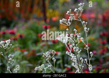eryngium yuccifolium,flowers,flowering,mixed border,ornamental thistle,gardens,RM Floral Stock Photo