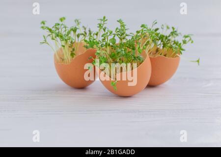 Growing microgreens watercress at home in egg shells on white wooden background Stock Photo