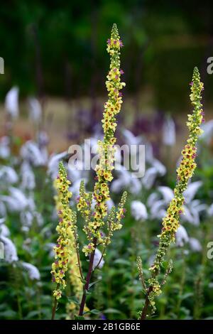 Verbascum chaixii Sixteen Candles,mullein,yellow flowers,flower spike,spires,perennial,mix,mixed,bed,border,RM Floral Stock Photo