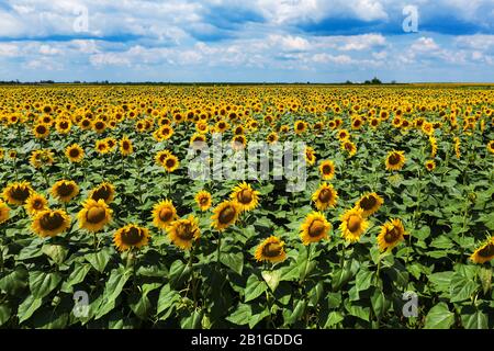 Blooming sunflower field high angle view on sunny summer afternoon. Cultivated Helianthus annuus or common sunflower plantation from drone pov. Stock Photo