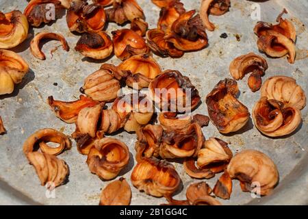 Garcinia gummi-gutta is a tropical species of Garcinia native to Indonesia. Common names include Garcinia cambogia (a former scientific name), as well Stock Photo