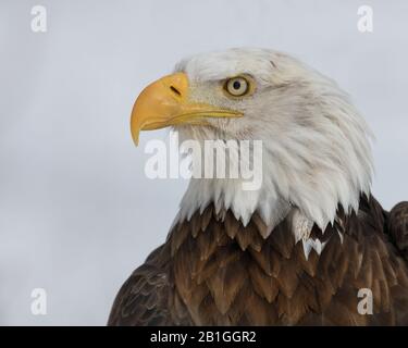 American bald eagle closeup portrait Stock Photo