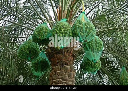 dates are covered with nets Stock Photo - Alamy