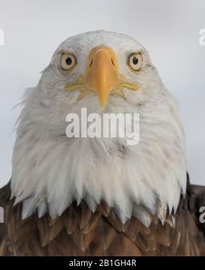 American bald eagle closeup portrait Stock Photo