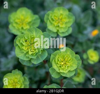 beautiful colorful green flower covered with dew Stock Photo