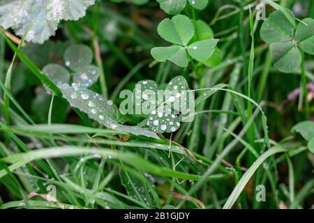 beautiful colorful green flower covered with dew Stock Photo