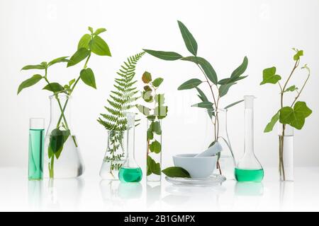 Cosmetic laboratory experiment and research with leaf, oil and ingredient. Extract for natural beauty and organic skincare product package,bio science Stock Photo
