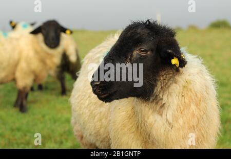 Suffolk Sheep Lamb close up side profile - Stock Photo