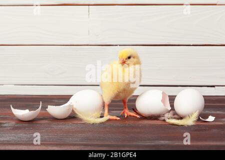 Small yellow chicks and egg shells. Creative photo. Stock Photo