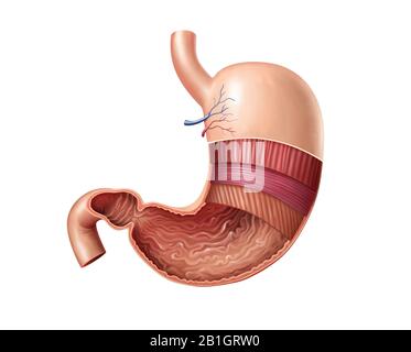 Cross-section of the human stomach, showing its anatomical features. Digital illustration. Stock Photo