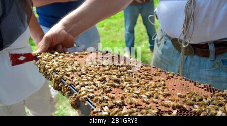 A master beekeeper inspects a brood frame with student beekeepers. Stock Photo